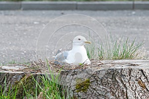 Seagull in the nest. The nest is in the stump