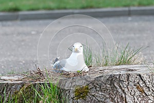 Seagull in the nest. The nest is in the stump