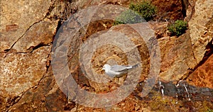 Seagull nest and young gull chicks on natural rock by the sea.