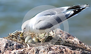 Seagull nesting