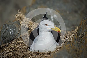 Seagull Nesting in Nest on Rocks