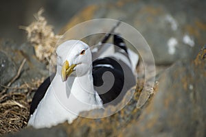 Seagull Nesting in Rocks
