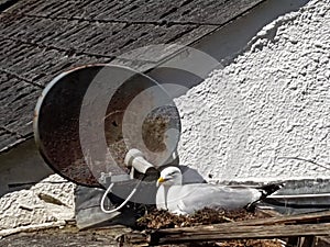 Seagull nesting with their own telecoms