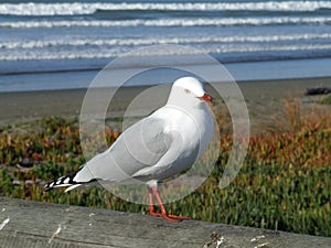 Seagull at New Brighton, Chch, Nz