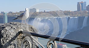 Seagull on Niagara Falls Canada side