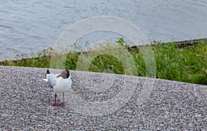 seagull at the North sea