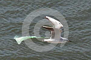 Seagull with nylon bag  attached to the wing