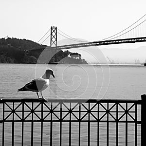 Seagull and Oakland Bay Bridge in background photo