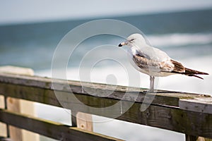 Seagull by the Ocean