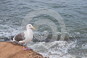 Seagull with ocean background
