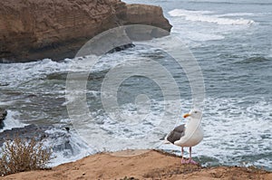 Seagull with ocean background