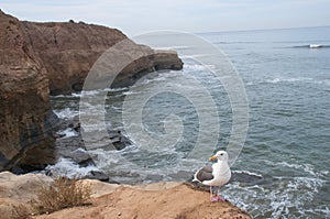 Seagull with ocean background