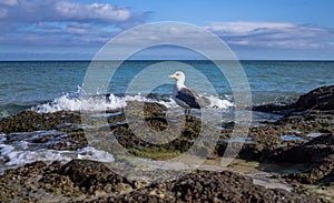 Seagull with ocean on the background photo