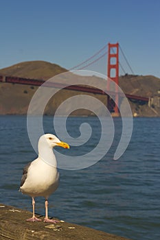 Seagull with Ocean and Golden Gate Bridge