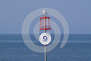 Seagull on ocean marker post