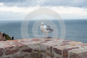 Seagull at the ocean shore