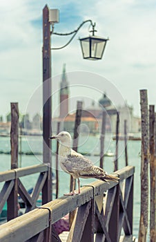 Seagull on the old pier in Venice, Italy