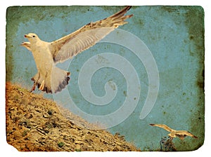 Seagull. Old postcard.