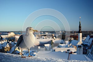 Seagull on the old town background. Tallinn. Estonia