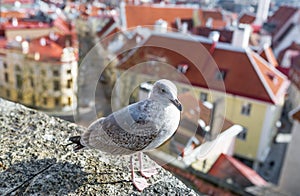 Seagull is in the Old Town of city Tallinn, Capital of Estonia