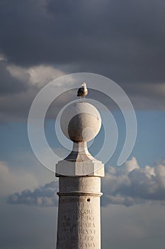 A seagull at one of the columns in the Cais das Colunas in the city of Lisbon