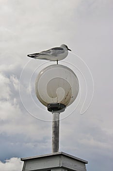 Seagull on one leg on a street lamp. Karlstad, Sweden.