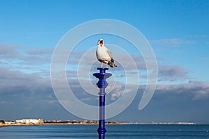 A seagull with open beak perched on a post in Eastbourne