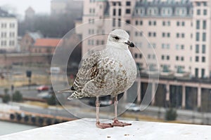 Seagull on Oslo Opera House in Oslo, Norway.