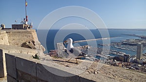 Seagull over Alicante Marina photo