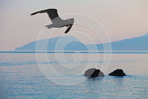 Seagull over the Black Sea at sunrise