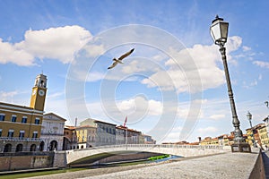 Seagull over Middle bridge