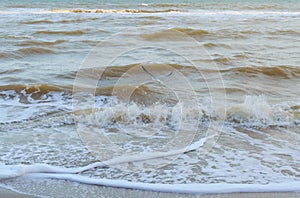 Seagull over the sea. A free seabird hovers