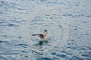 The seagull over the sea has fished