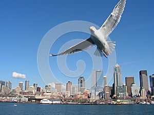 Seagull over Seattle