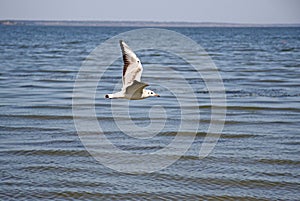 Seagull over Taganrog Bay of Sea of Azov, Russia photo