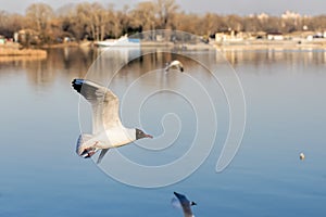 Seagull over the Water photo