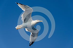 Seagull overhead