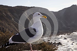 A seagull overlooking the coastline of Big Sur, California, USA