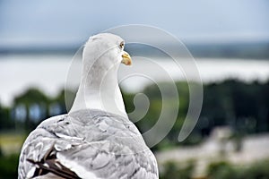 Seagull overlooking the landscape