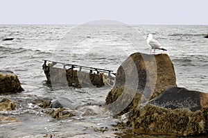 Seagull Overlooking Wreck