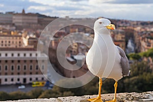 Seagull and panorama of Rome,Italy