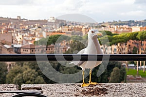 Seagull and panorama of Rome,Italy