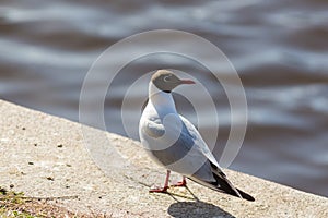 Seagull on the parpet