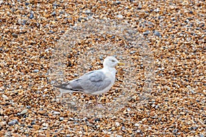 Seagull on the pebble beach of Brighton, England