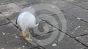 Seagull pecking crumbs in the square in Venice