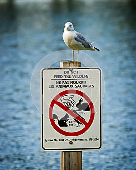 Seagull Perched Atop Do Not Feed Wildlife Sign