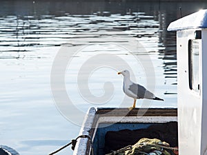 Seagull perched on a boat at the dock