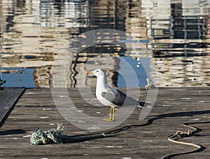 Seagull perched on a boat at the dock
