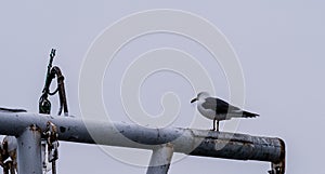 Seagull perched on crossbeam of boat