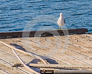 Seagull perched on the end of a floating pier